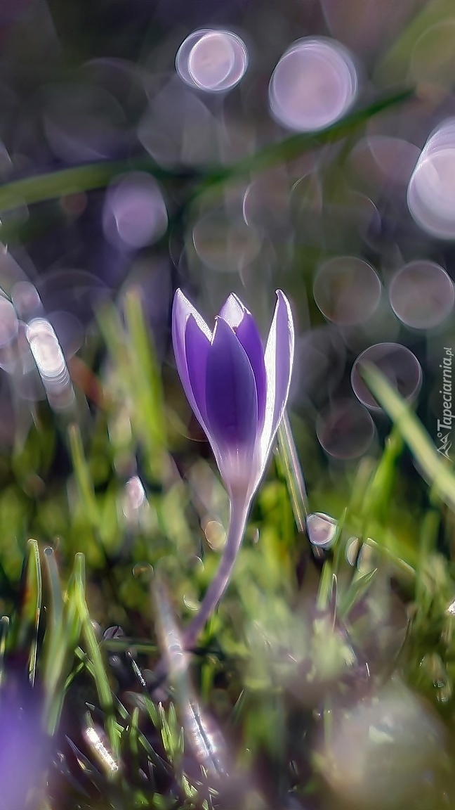 Mały krokus