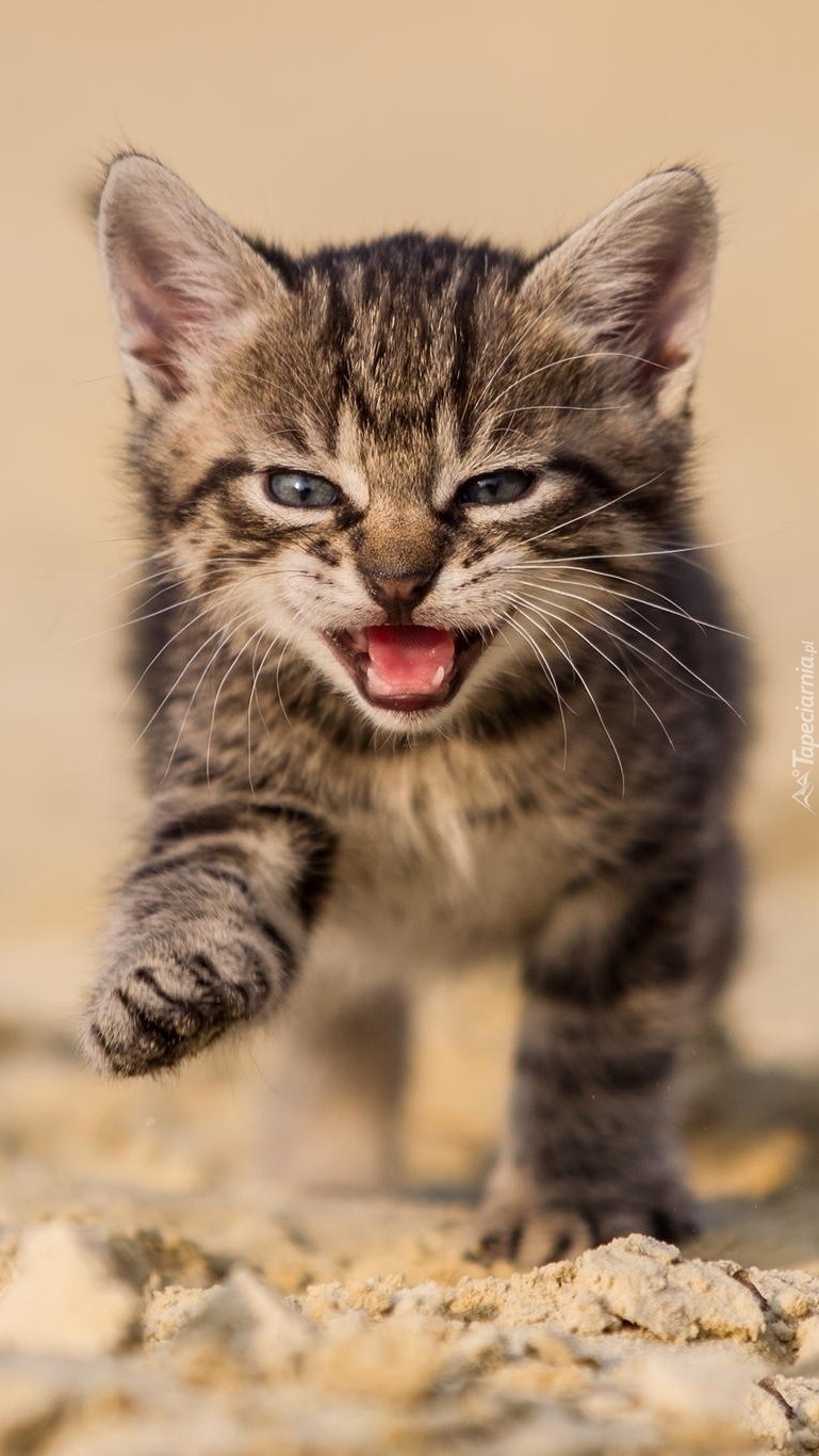 Mały miauczący spacerujący kot