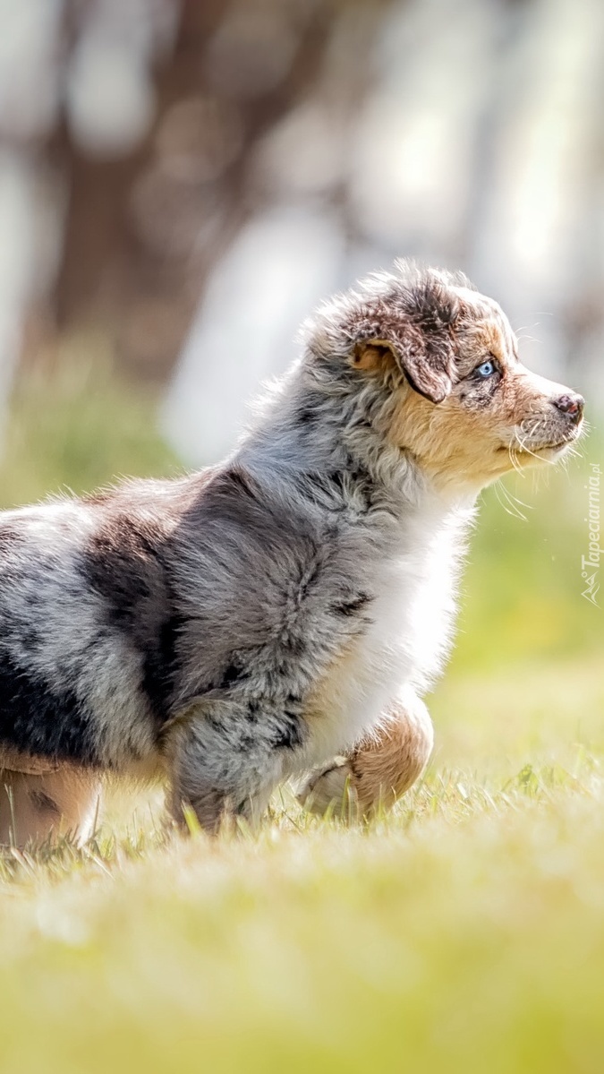 Mały owczarek australijski na łące