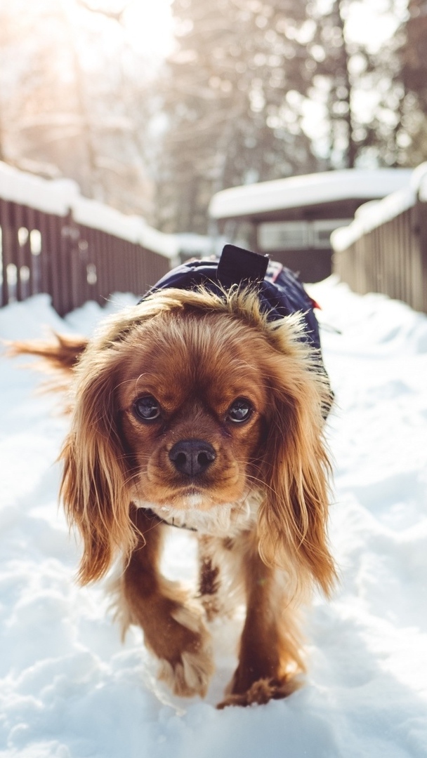 Mały pies idący po śniegu na moście