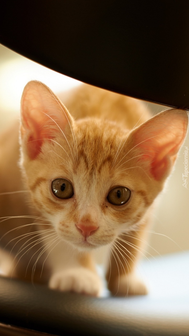 Mały rudy ciekawski kotek