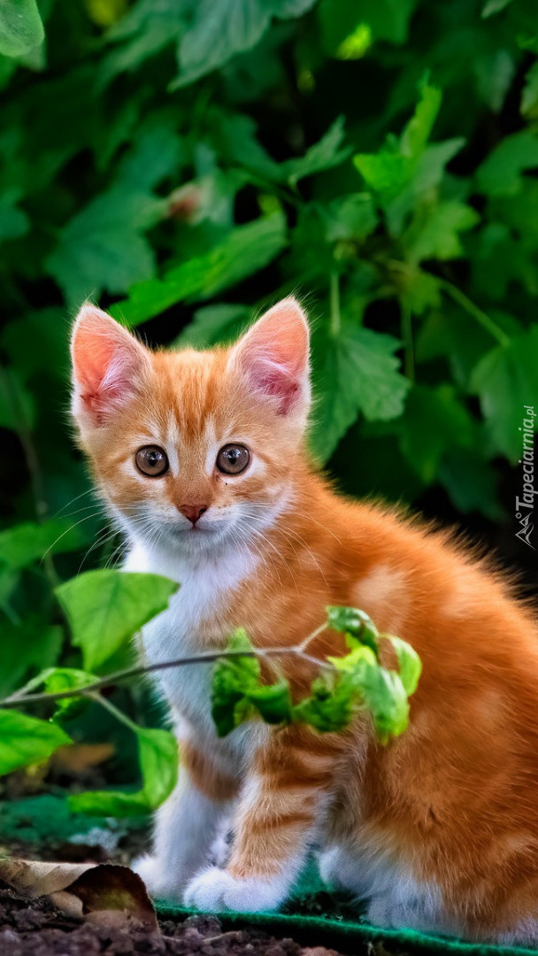 Mały rudy kotek