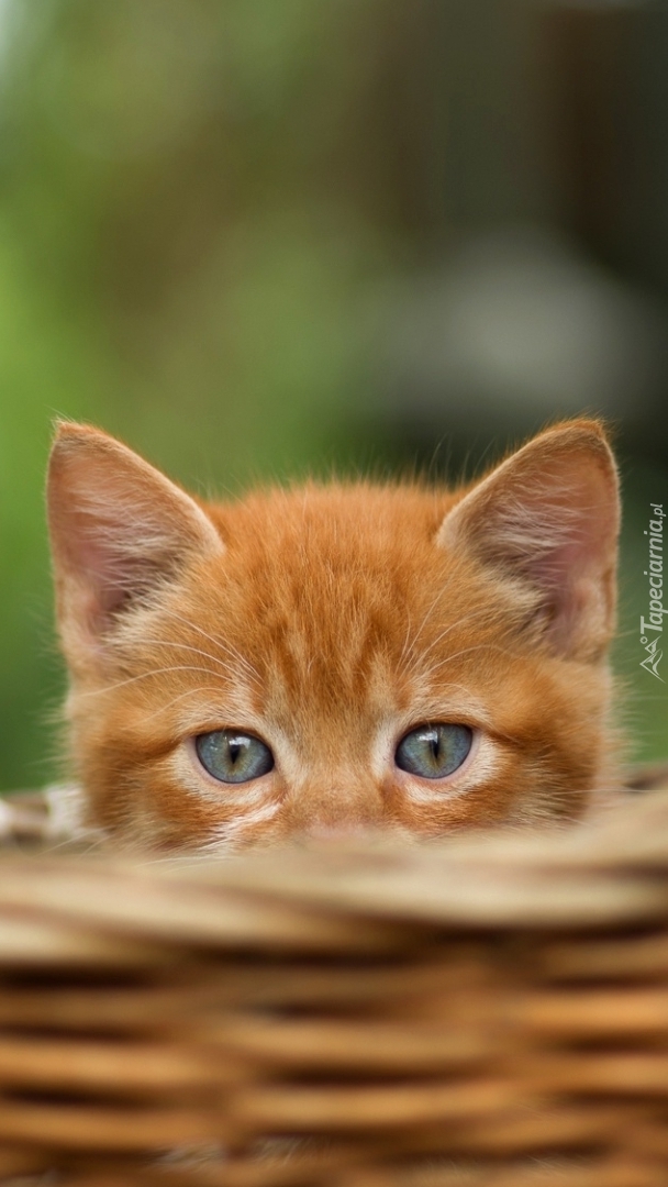 Mały rudy kotek w koszyku