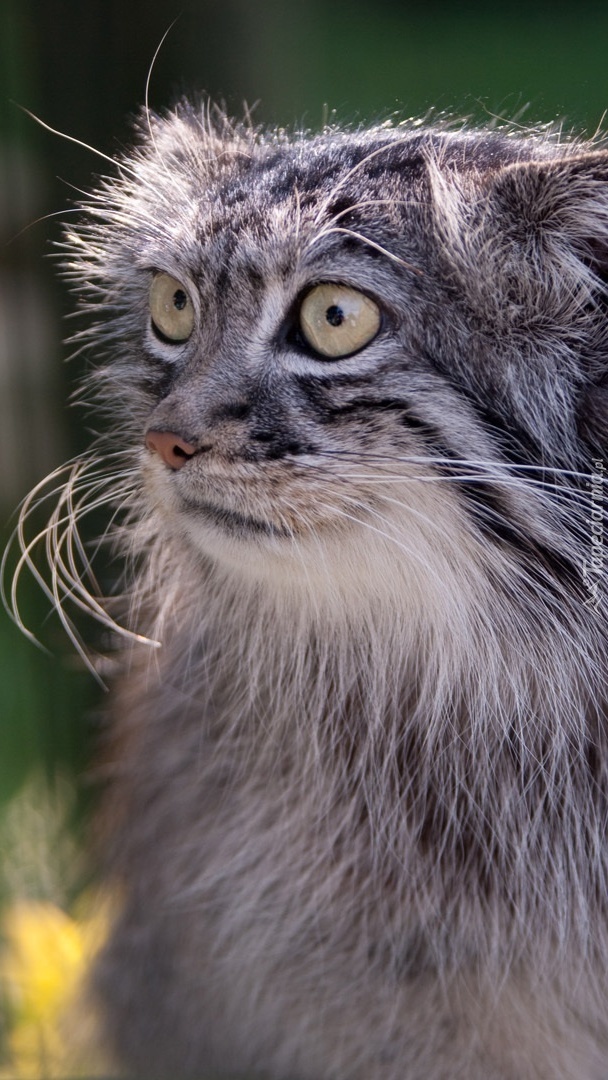 Manul obserwator