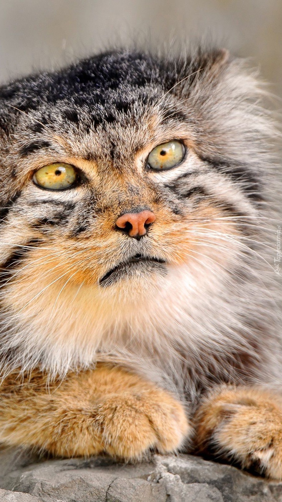 Manul stepowy