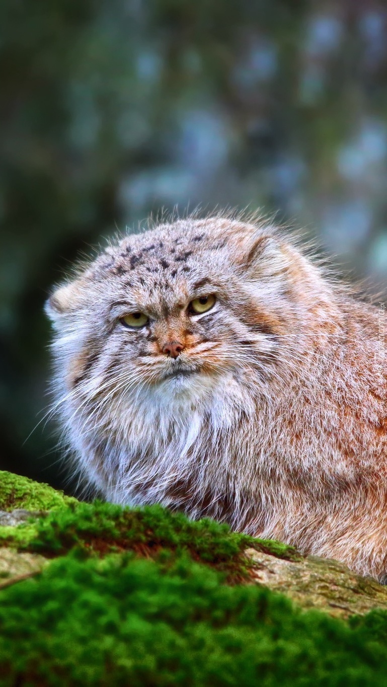 Manul stepowy