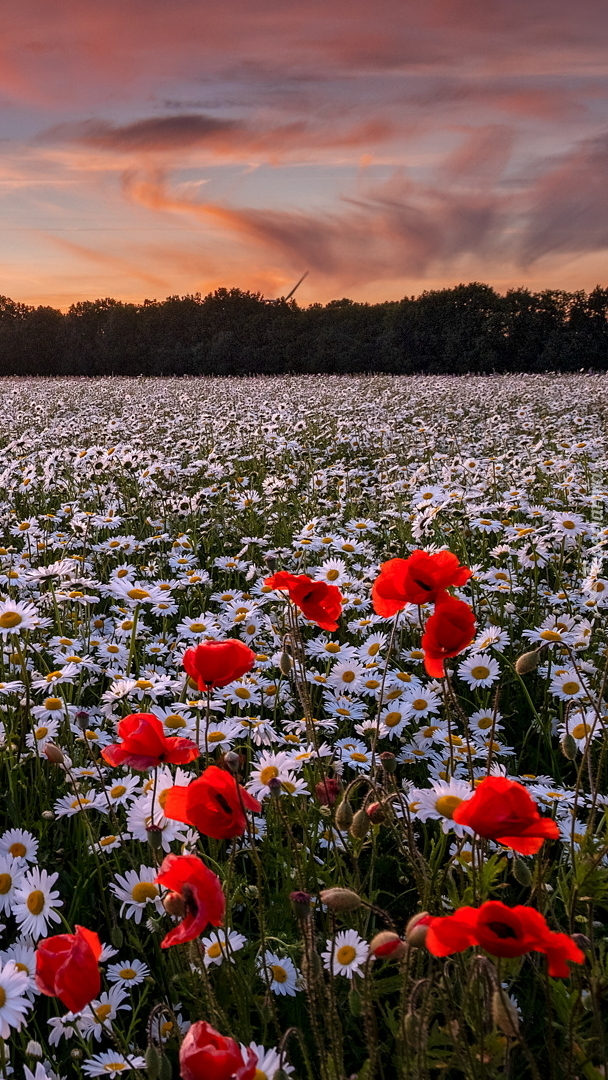 Margerytki i maki na łące