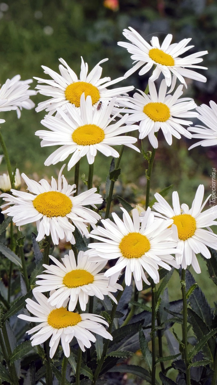 Margerytki w zbliżeniu