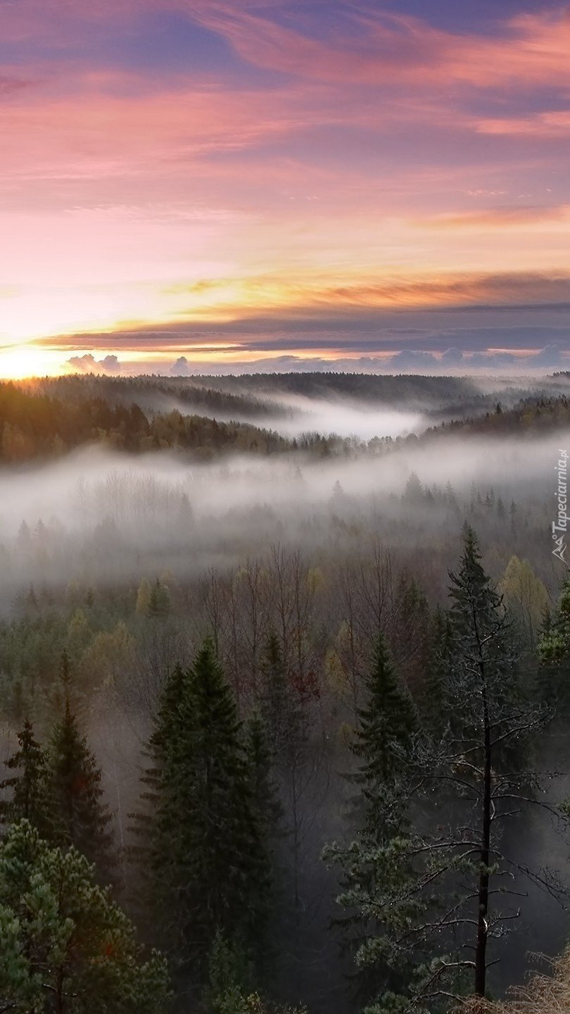 Mgielna zasłona nad lasem