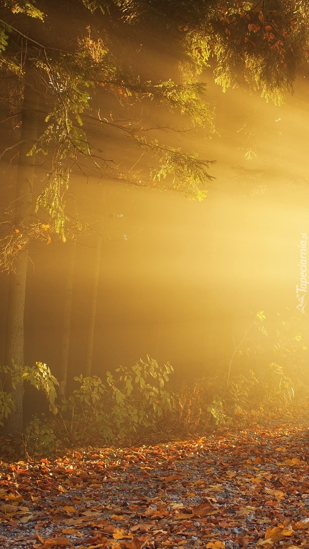 Mgła i przebijające światło w lesie