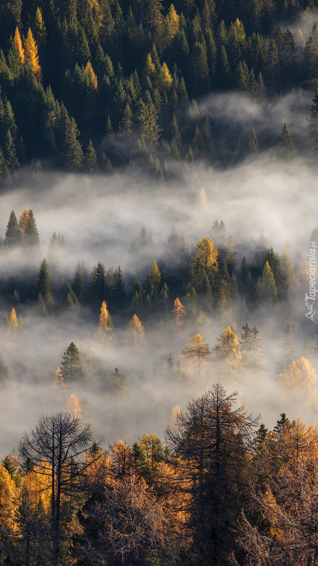 Mgła nad jesiennym lasem