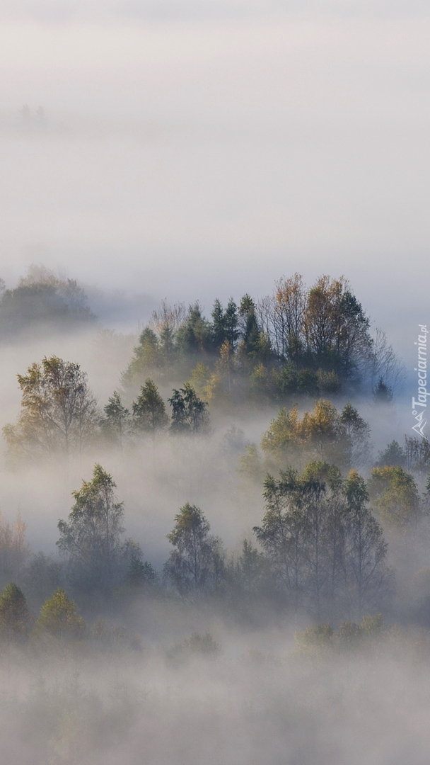 Mgła nad lasami w Pieninach