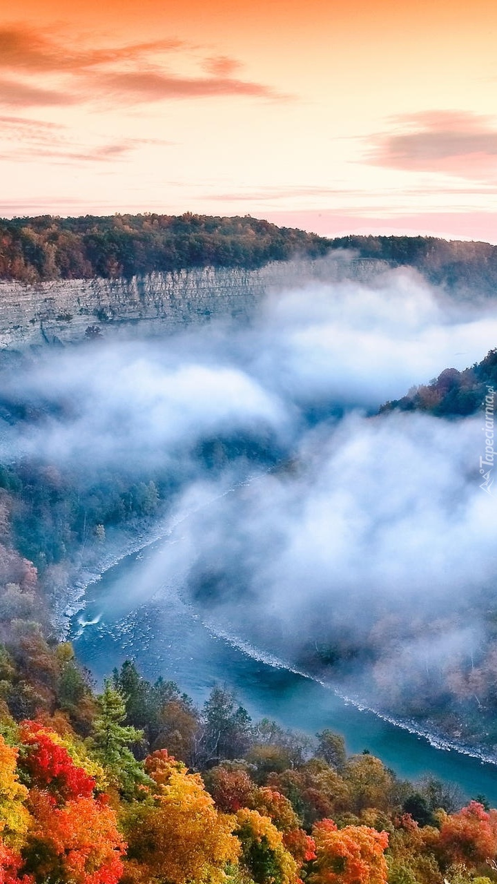 Mgła nad lasem i rzeką