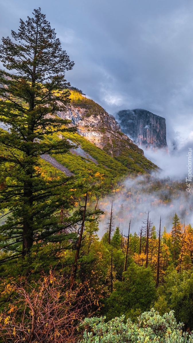 Mgła nad Parkiem Narodowym Yosemite