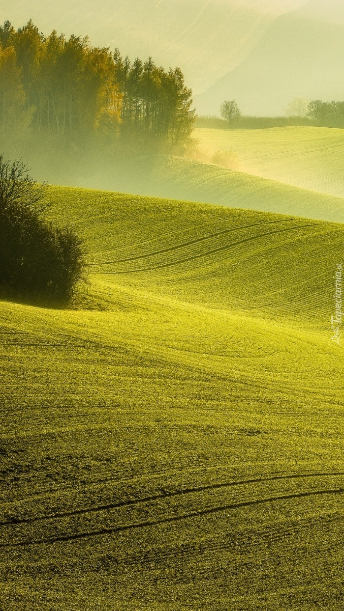 Mgła nad polami