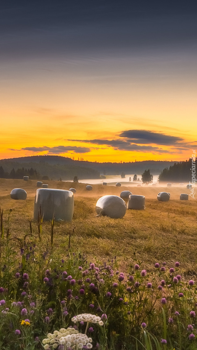 Mgła nad polami i łąkami