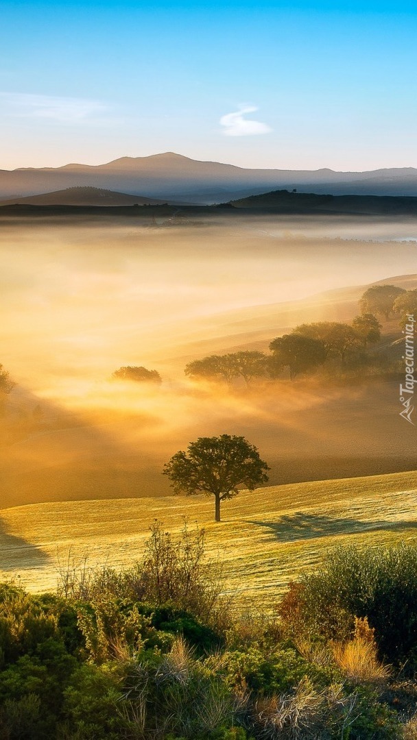 Mgła nad polem w Toskanii