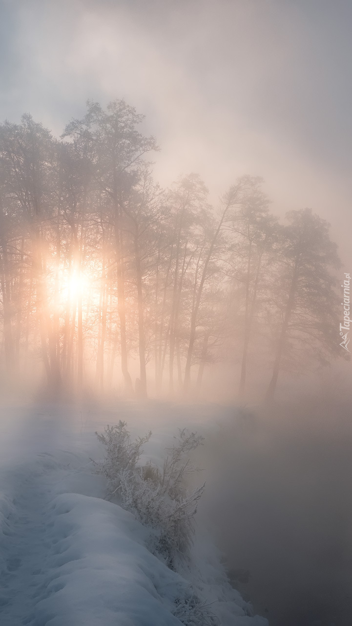 Mgła nad rzeką