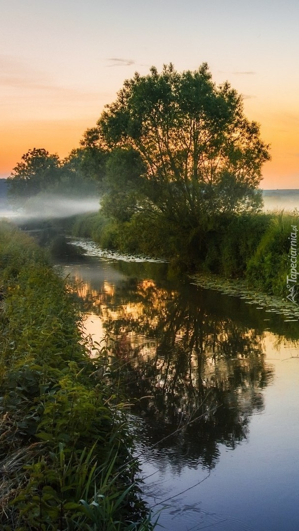 Mgła nad rzeką i drzewami