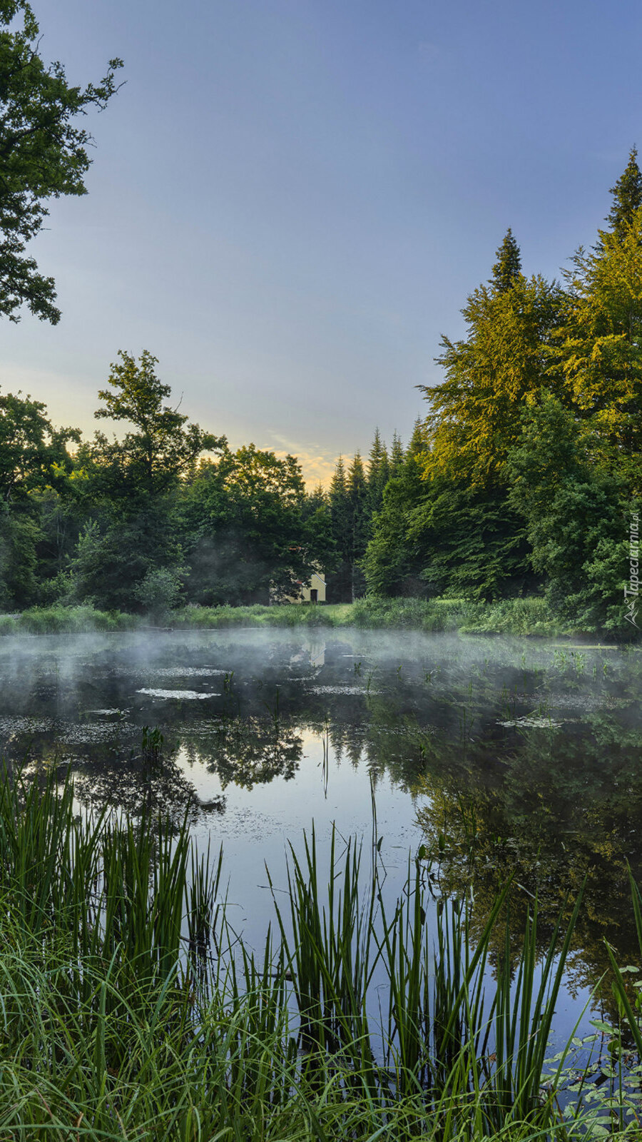 Mgła nad stawem