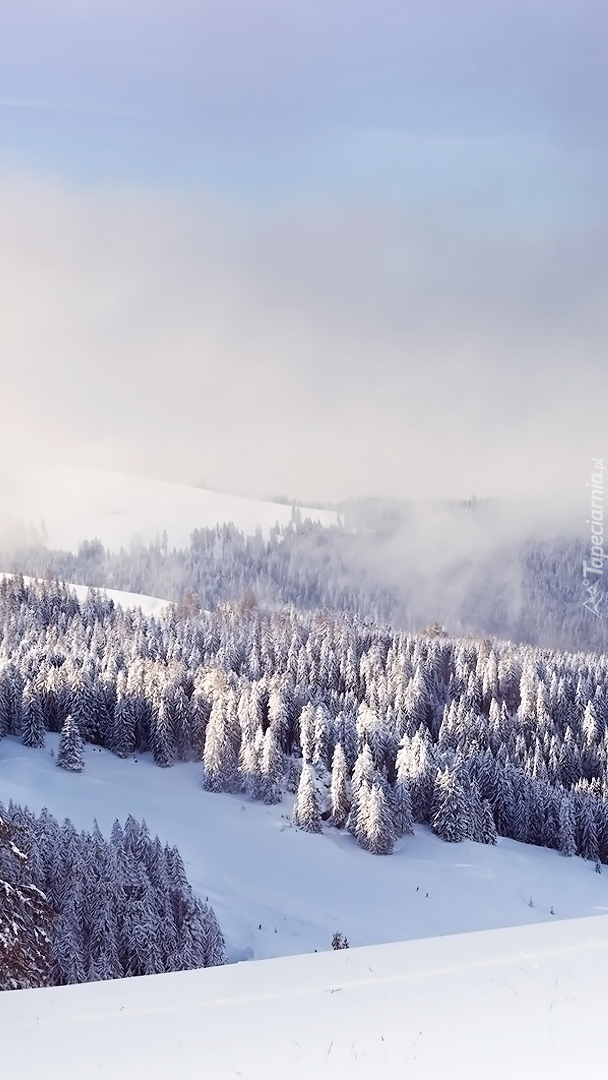 Mgła nad zimowym lasem w górach