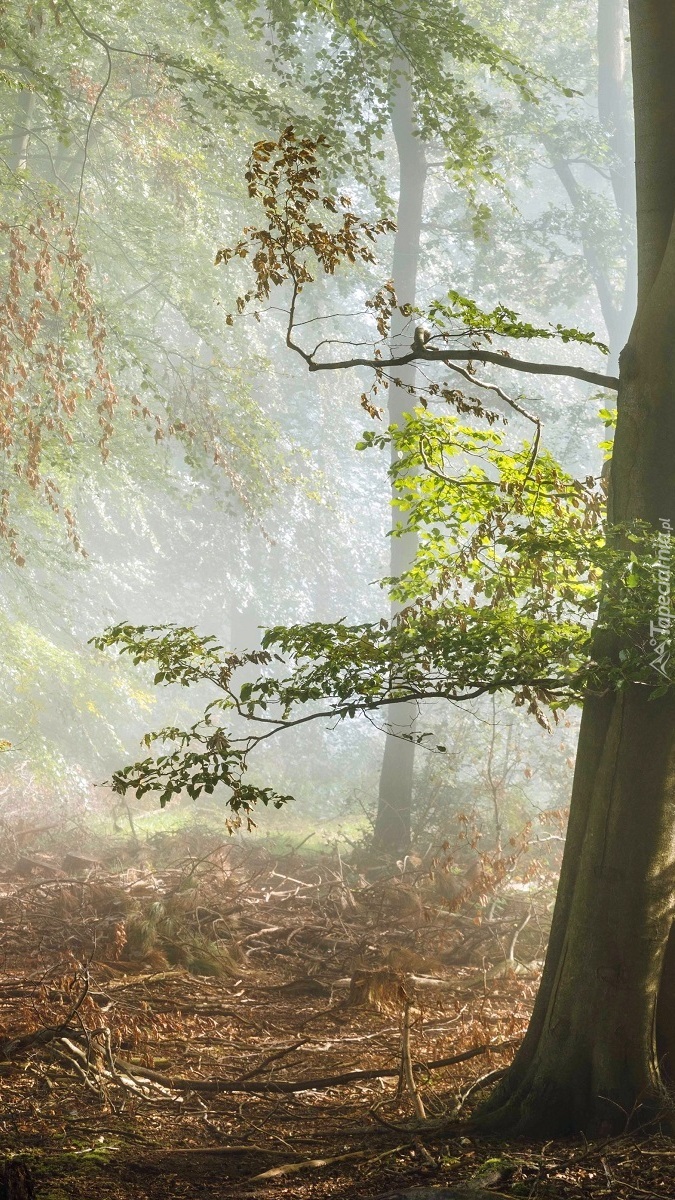 Mgła o poranku lesie