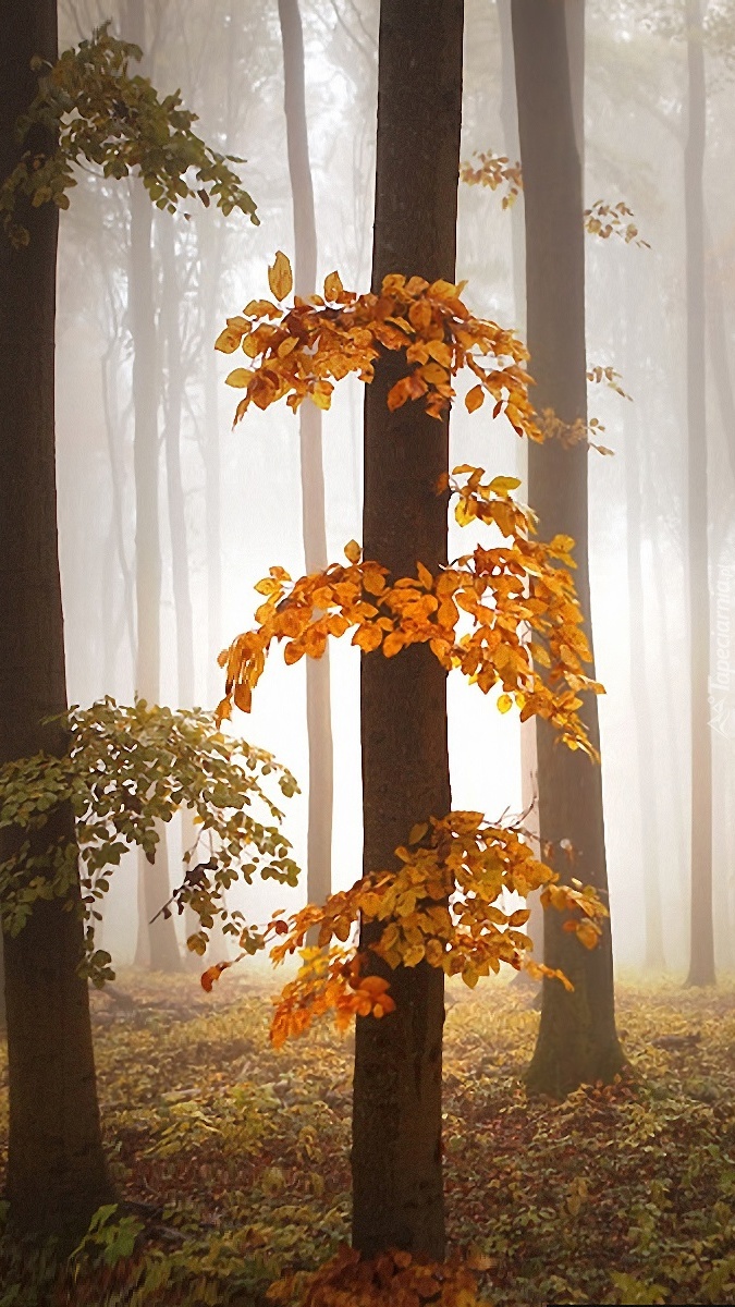 Mgła w jesiennym lesie