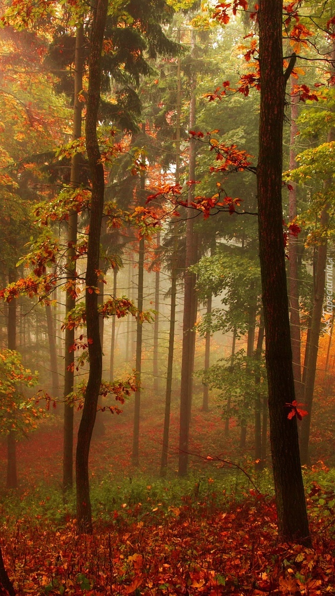 Mgła w jesiennym  lesie