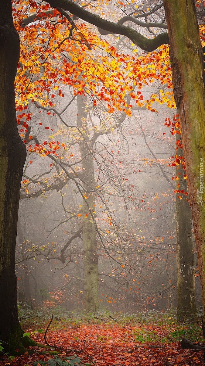 Mgła w jesiennym parku
