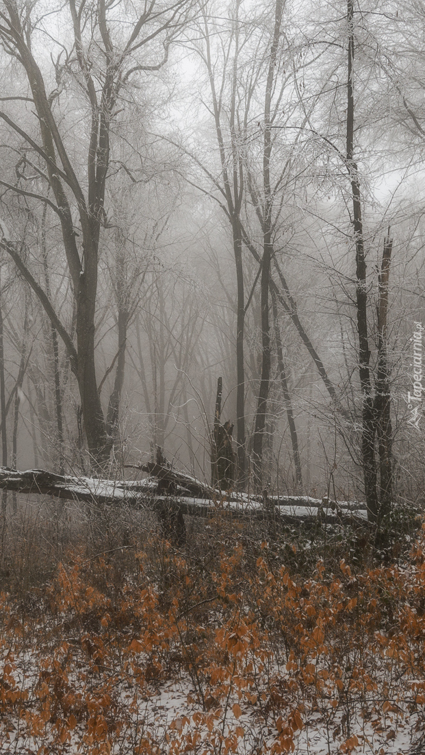 Mgła w ośnieżonym lesie