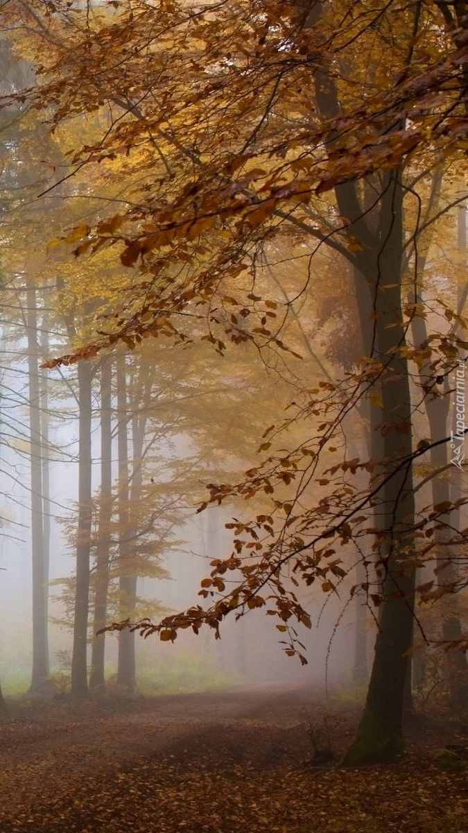 Mglista droga przez jesienny las