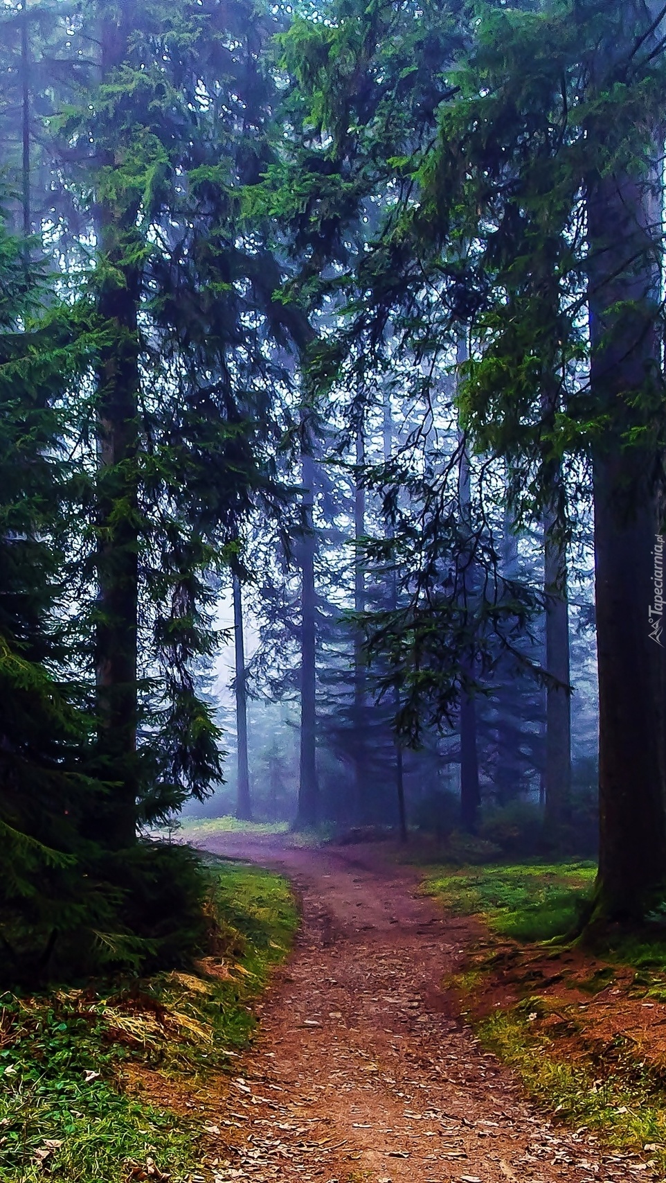 Mglista droga przez las
