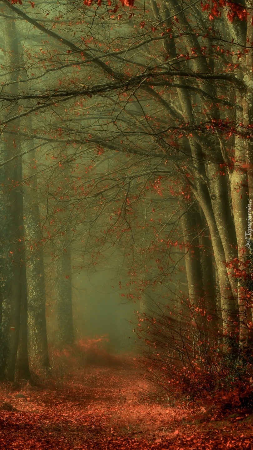 Mglista jesienna droga w lesie