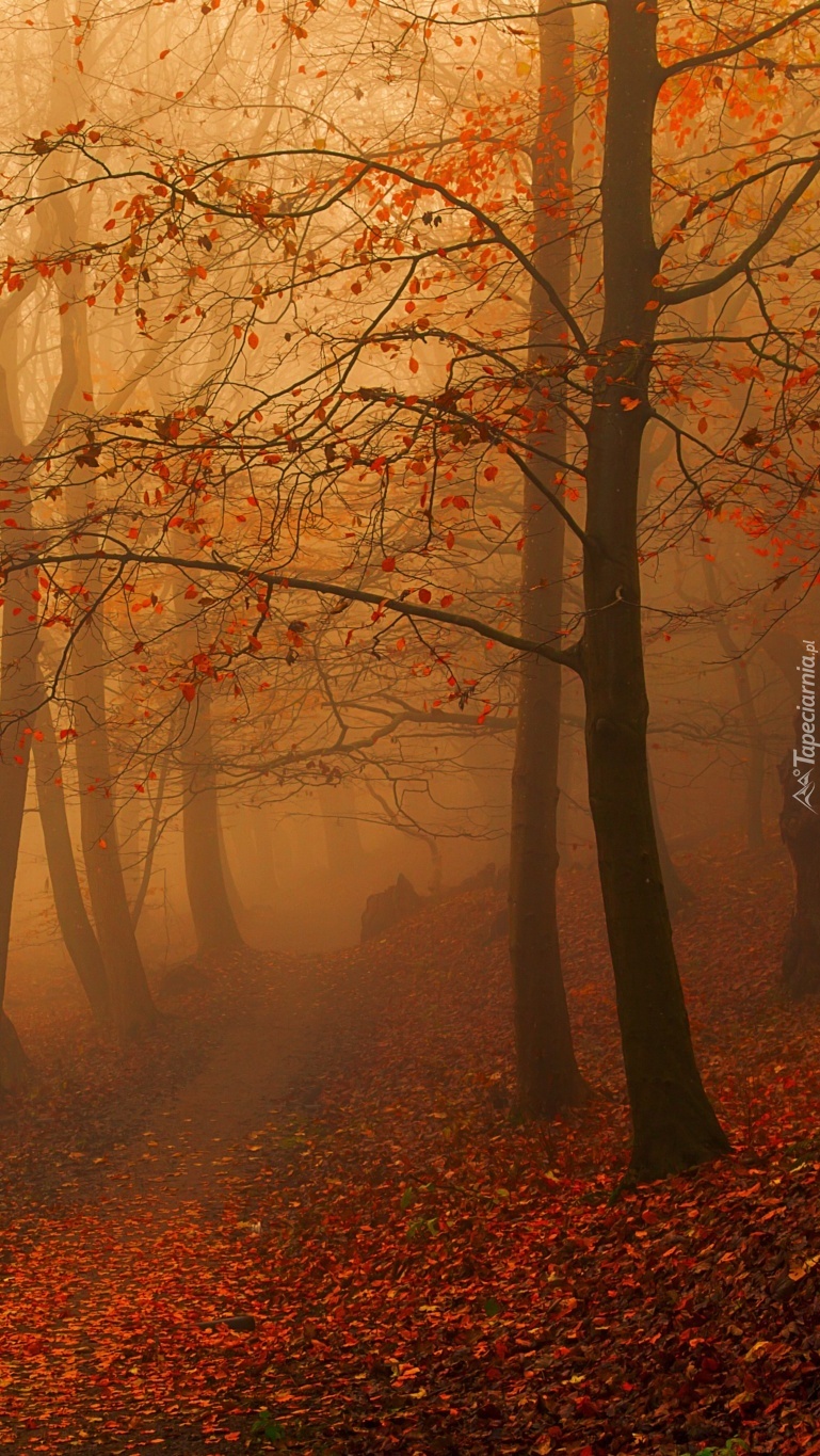 Mglista ścieżka w  jesiennym lesie