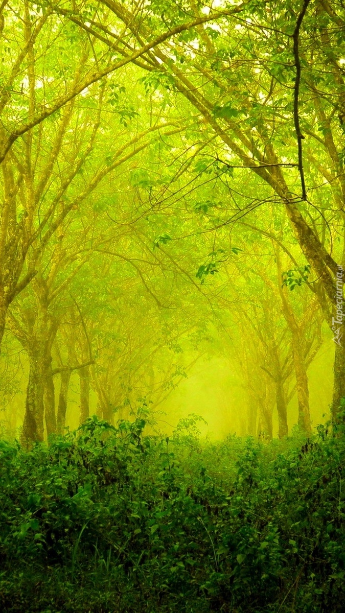 Mglisty las w zieleni