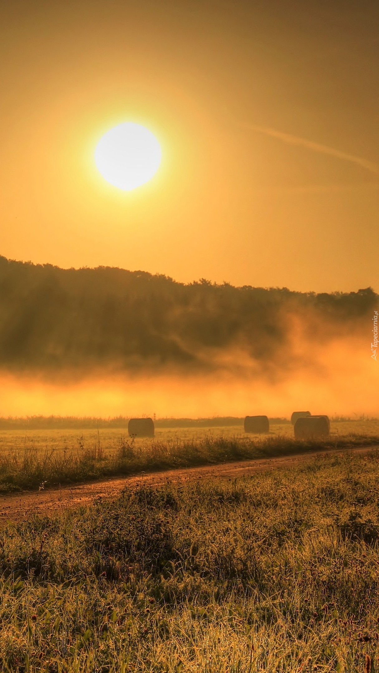 Mglisty wschód słońca nad polami