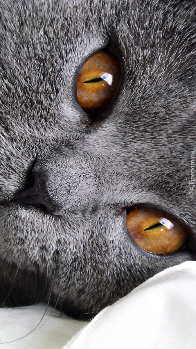 Miodowe oczy kota