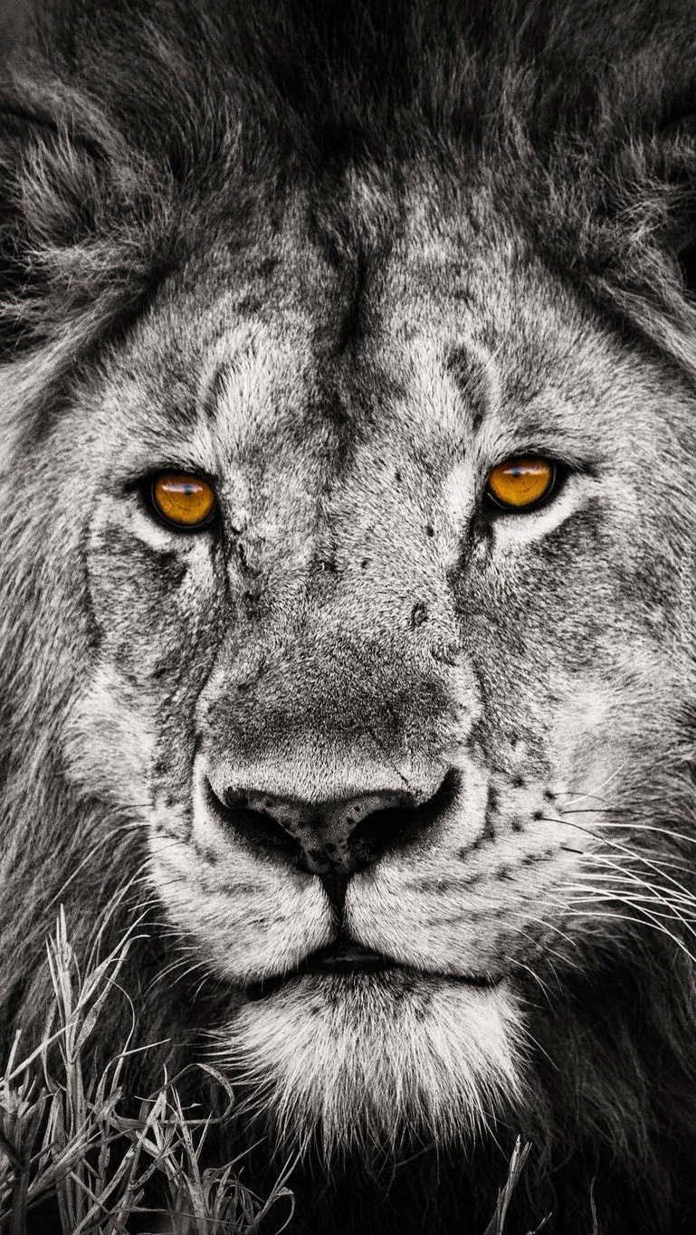Miodowe oczy lwa