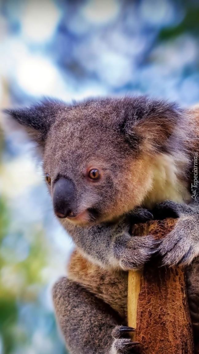 Miś koala na drzewie