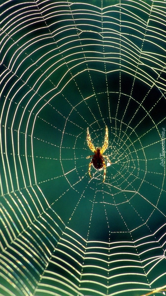 Misterna robota pająka