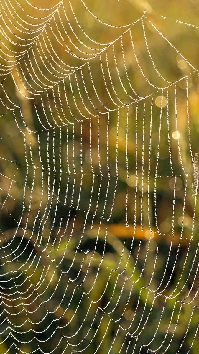 Misternie utkana pajęczyna