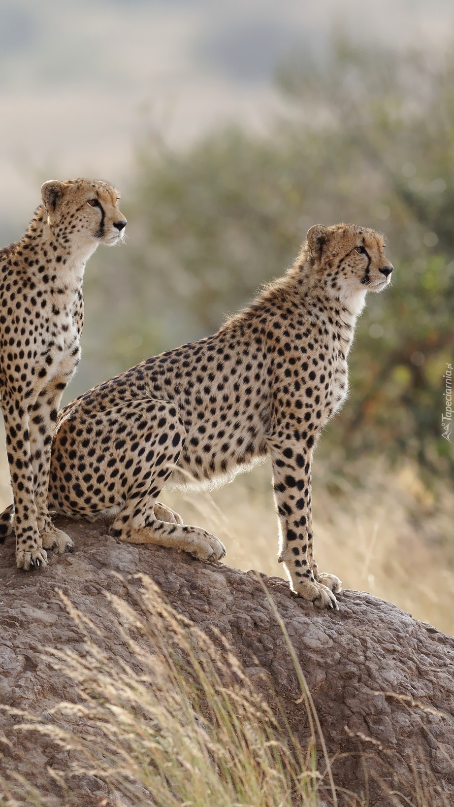 Młode gepardy na skale
