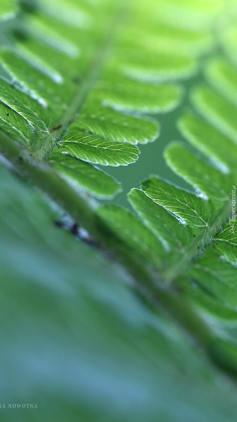 Młode liście zielonej paproci