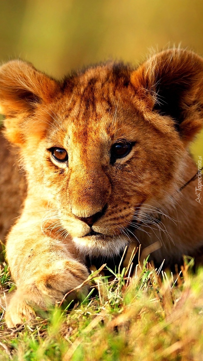 Młode lwiątko leżące na trawie