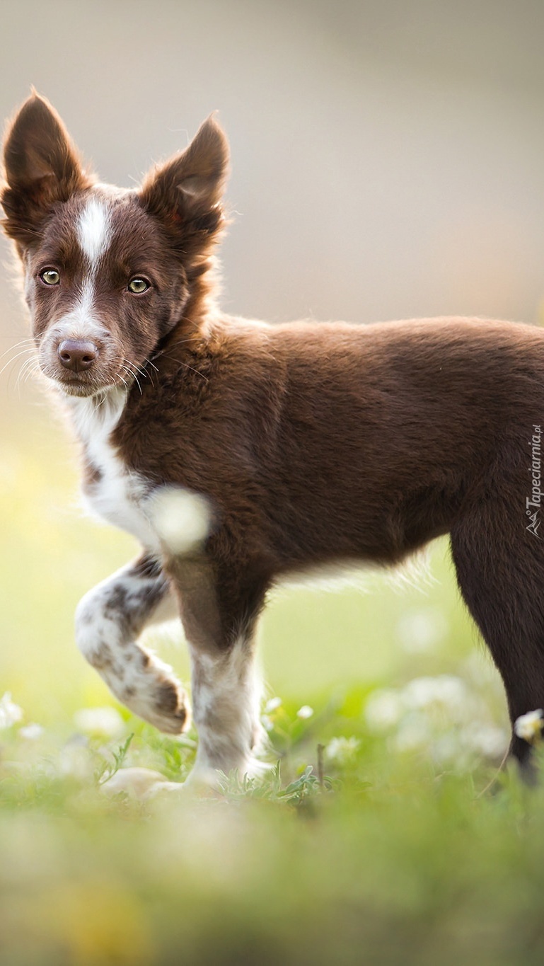 Młody border collie na łące