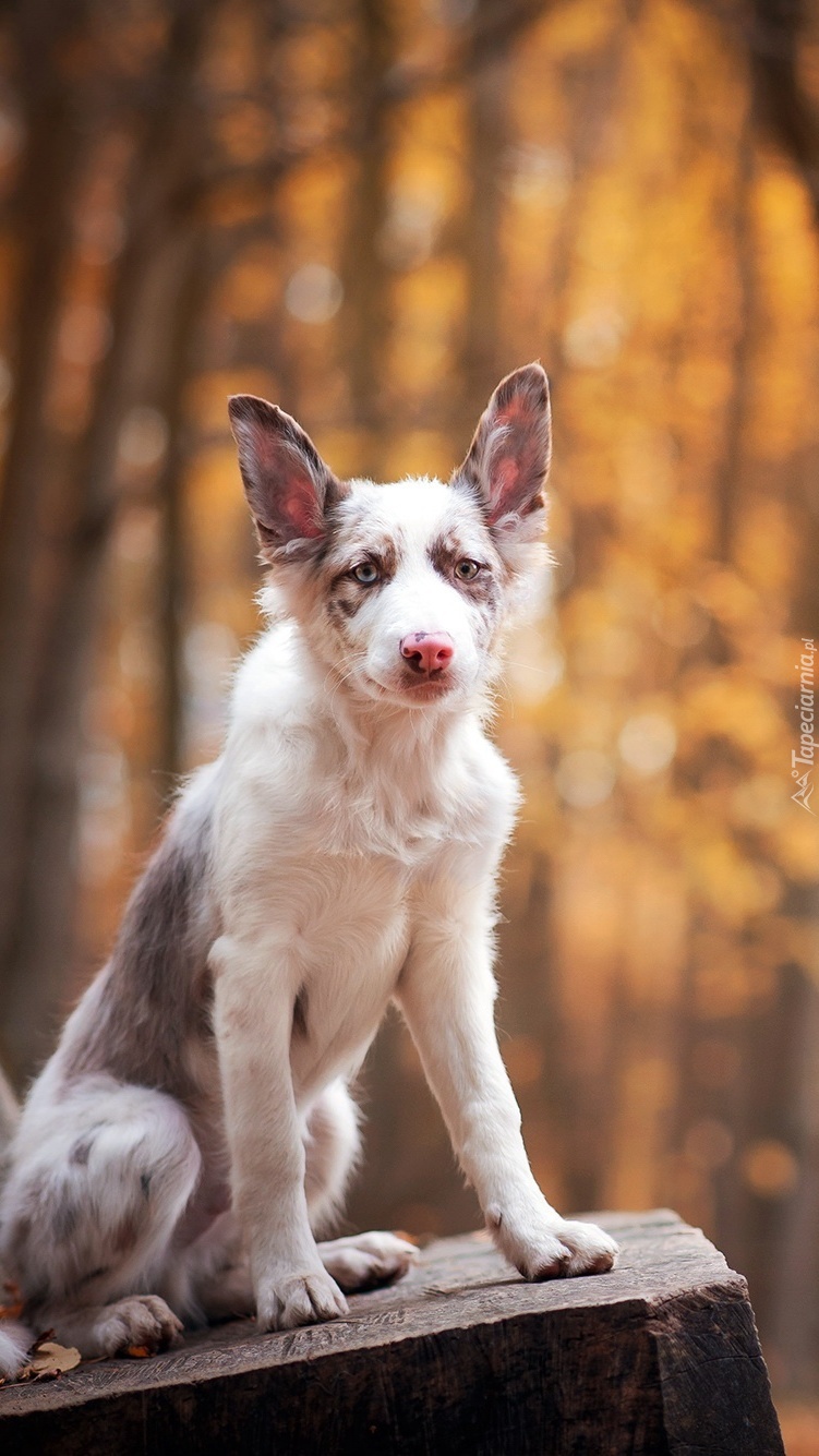 Młody border collie na ławce