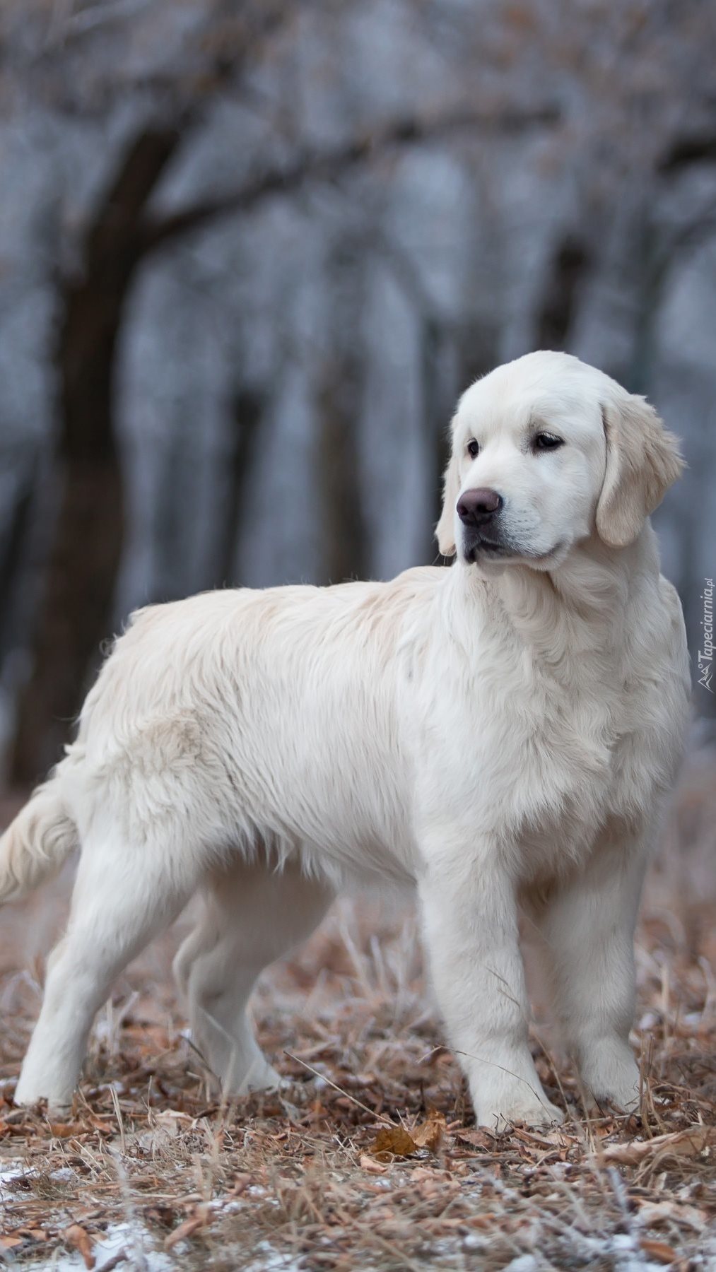 Młody golden retriever