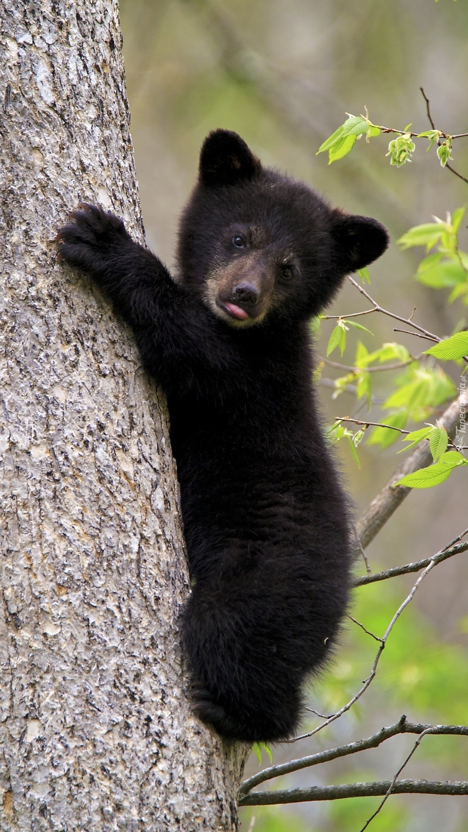 Młody niedźwiadek czarny