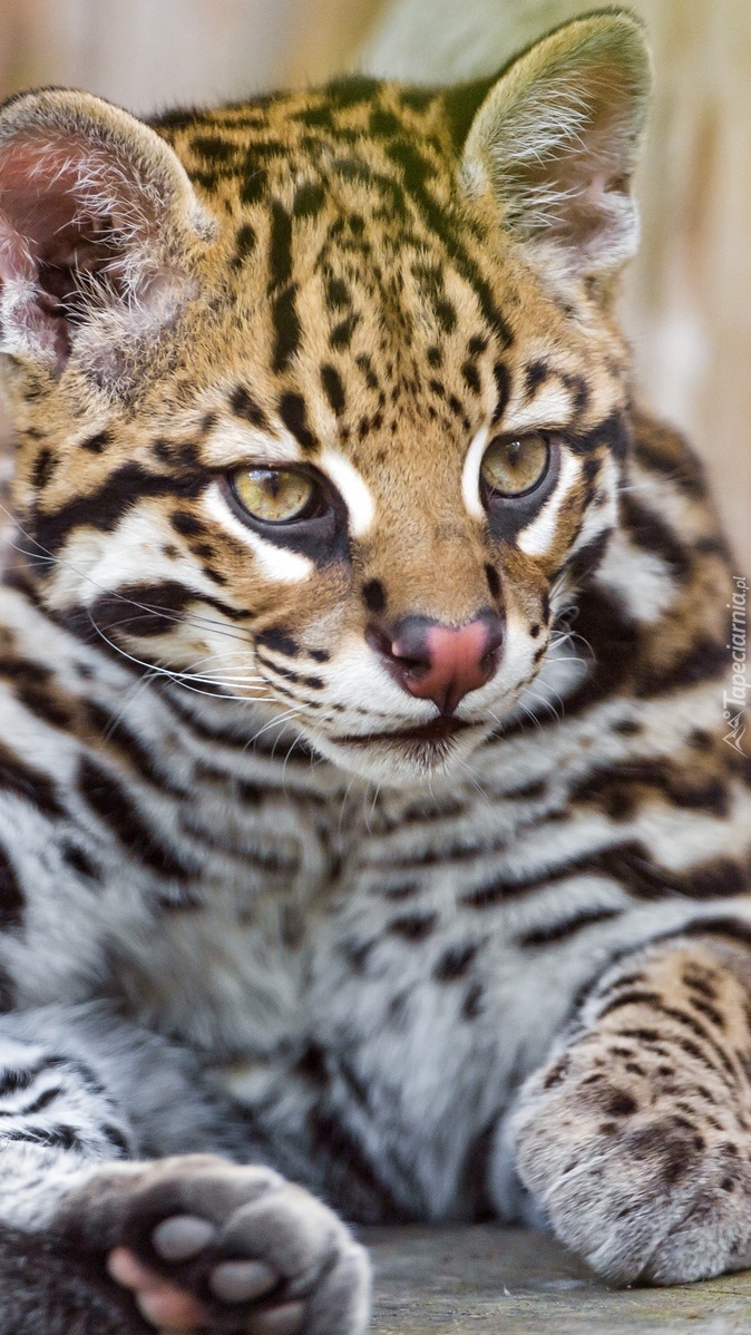 Młody Ocelot