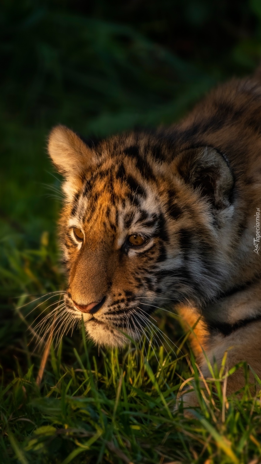 Młody tygrys w trawie